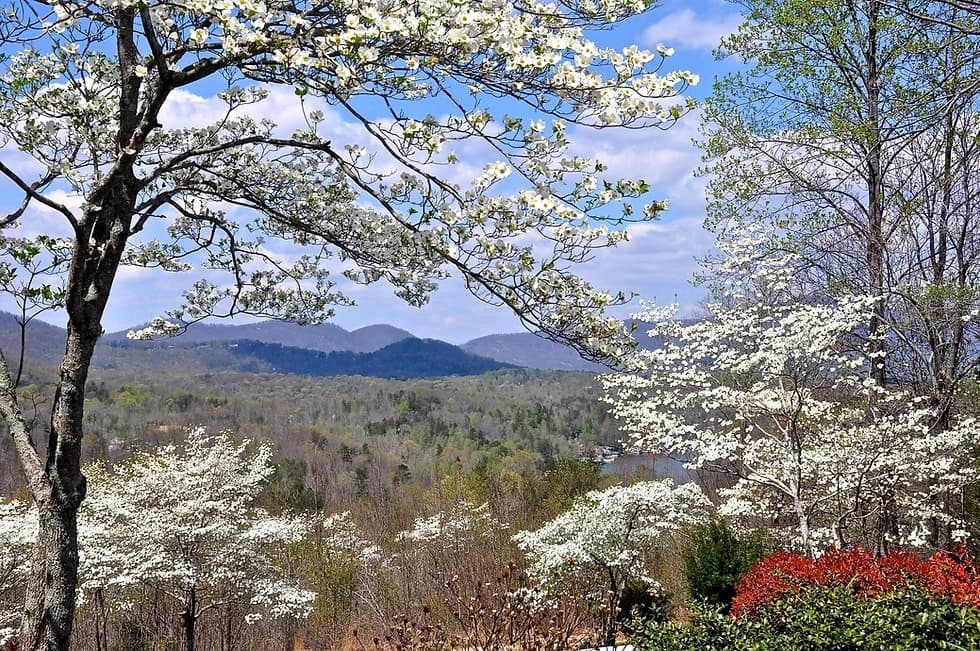 Dogwoods in full bloom framing a view across wooded ridgelines toward Lake Lanier, from Song Hill in Landrum — the land Elettra bought in 1984 and shaped into three houses.